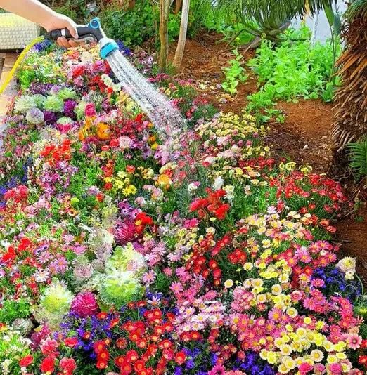 Varieties of Flower Seeds (Pack of 100) + 🔥Get Plant Growth Supplement Free Only For Today🔥