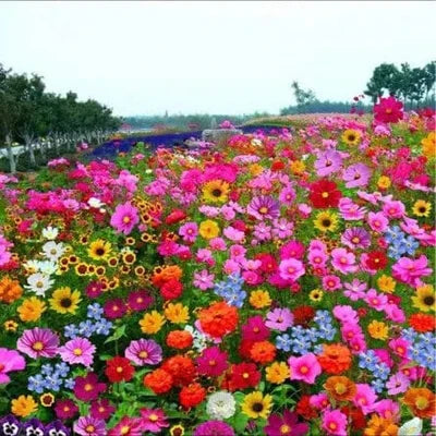 Varieties of Flower Seeds (Pack of 100) + 🔥Get Plant Growth Supplement Free Only For Today🔥