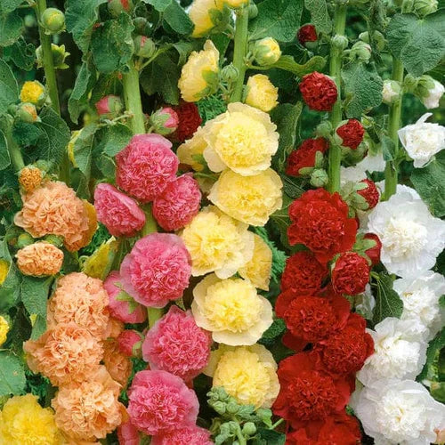 Varieties of Flower Seeds (Pack of 100) + 🔥Get Plant Growth Supplement Free Only For Today🔥