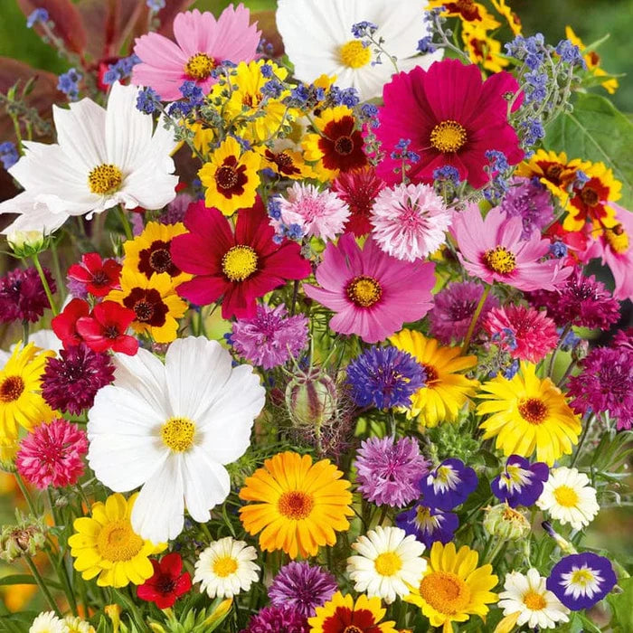 Varieties of Flower Seeds (Pack of 100) + 🔥Get Plant Growth Supplement Free Only For Today🔥